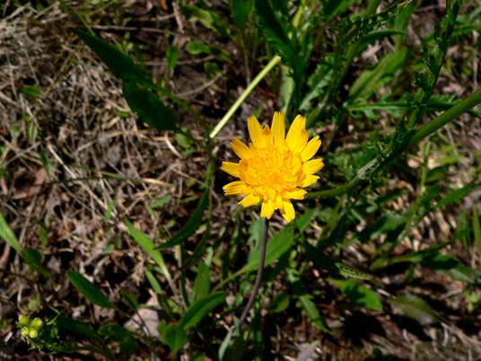 {Krigia dandelion}